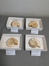 Perisphinctes late jurassic - late,
