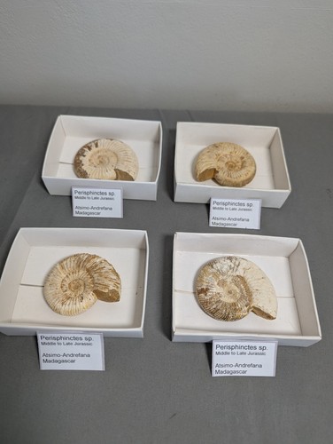 Perisphinctes late jurassic - perisphinctes,