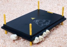 Chick brooder heat plate - chick, brooder/heat