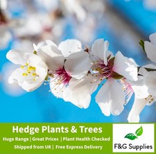 Wild Cherry native bare root tree saplings hedge whips hedging plants - 2 sizes!