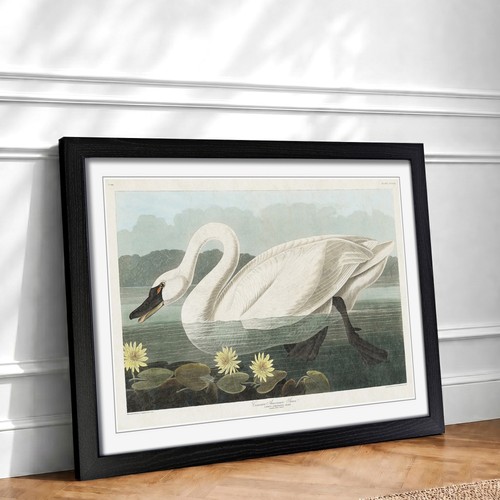 American swan forest bird - swan,