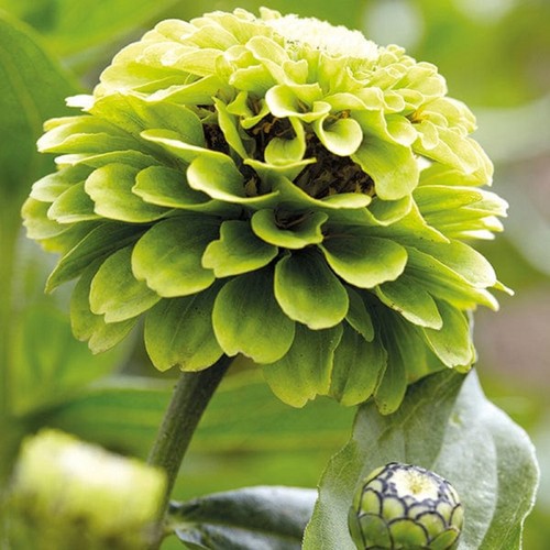Zinnia elegans green - elegans,