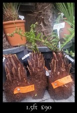 Dicksonia Antarctica Tree Ferns 1.5ft  DIRT CHEAP PLANTS FB