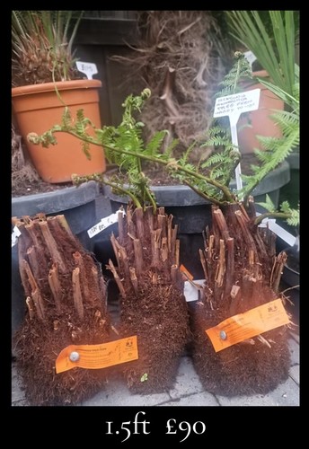 Dicksonia antarctica tree - dicksonia,