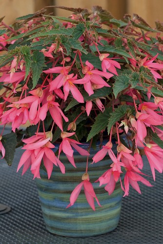 Begonia boliviensis rose - boliviensis,