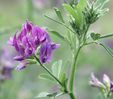 Lucerne medicago sativa - lucerne,