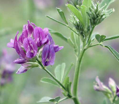 Lucerne medicago sativa - lucerne,