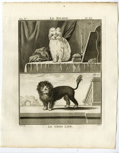 Antique print dog - antique, print-dog
