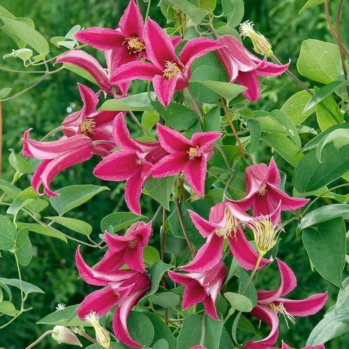 Clematis princess wales - princess,
