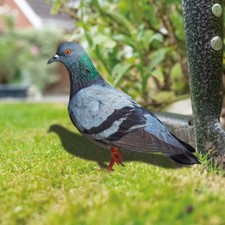 Realistic Wild Pigeon Decorations Pigeon Sculpture Acrylic Pigeon Statues