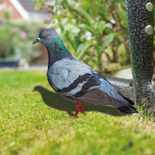 Realistic wild pigeon - realistic,