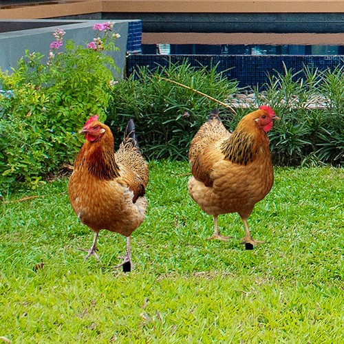 2pcs hen statue garden - 2pcs,
