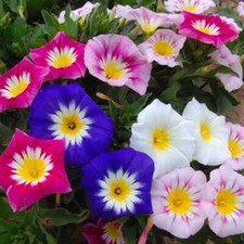 Dwarf morning glory Convolvulus tricolor minor mixed 100 seeds+FREE PLANT LABEL