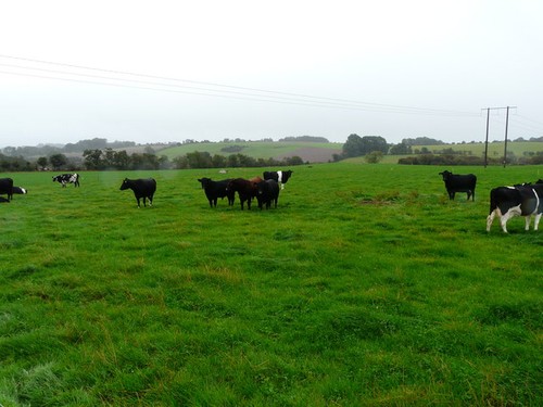 Photo aberdeen angus 1 - 2,