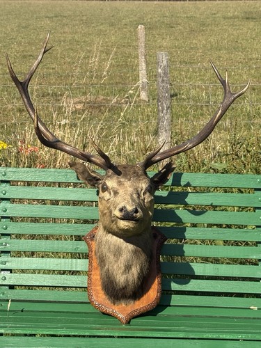 Very large mounted taxidermy - very,