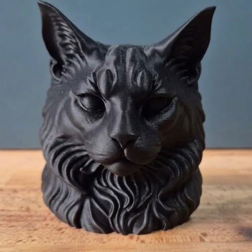 Maine coon cat - maine,
