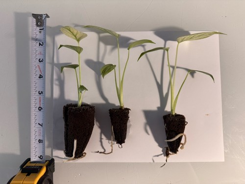 Rooted variegated monstera - rooted,