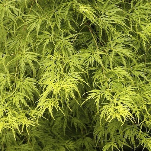 Acer palmatum seiryu - ‘seiryu’, –