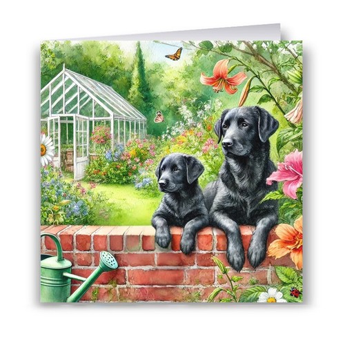 Black labrador and - black, in