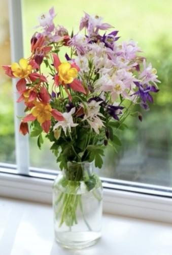 100 aquilegia columbine - x,