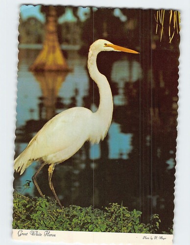 Postcard great white heron - great,