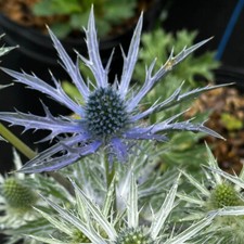 6 Eryngium Planum Blue Sea