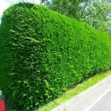 3-4FT GREEN LEYLANDII TREES - EVERGREEN HEDGING PLANTS - 2-3L POTTED x 5