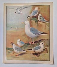 ROLAND GREEN Seaside Birds - Vintage 1950s School Poster