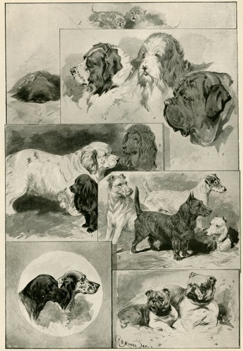 Clumber irish water spaniel - clumber,