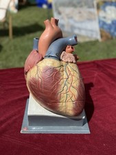 Vintage 8 X Life Size SOMSO HUMAN HEART educational model anatomy model