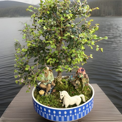 Bonsai tree large chinese elm - tree,