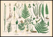 1887 Botanical