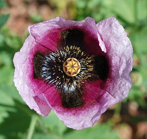 Afghan poppy giant seeds - afghan,
