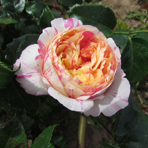 Climbing claude monet 5 5lt - -, 5.5lt