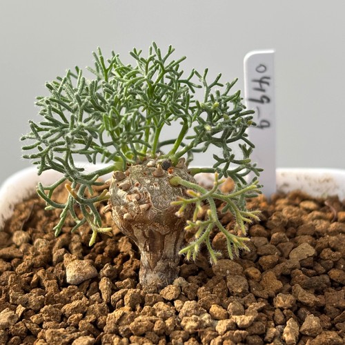 1piece 8cm cactis plant - 1piece,