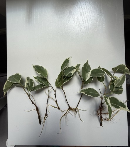 Ficus benjamina