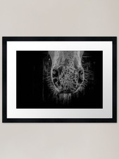 Appaloosa Nose Framed Art