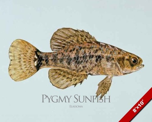 Pygmy sunfish fish painting - pygmy,