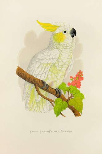 Lydon lesser lemon crested - lydon,