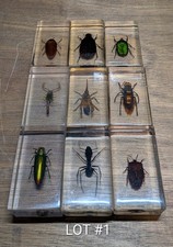 Real Life Bugs & Insects