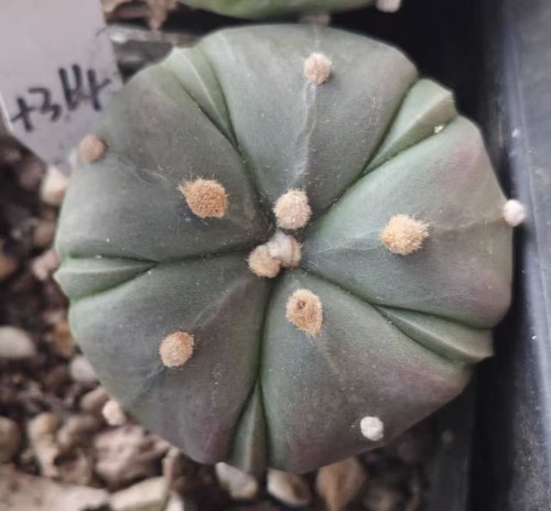 Mini size 4cm astrophytum - size, 3-4cm