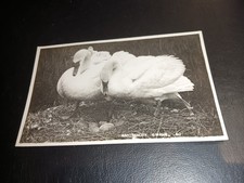 Swans On Nest, The Swanery