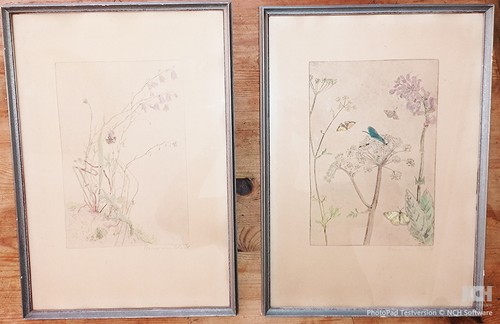 Colour etchings with - with, insects