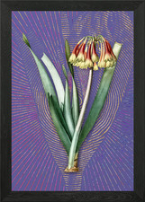 Vintage Knysna Lily Purple