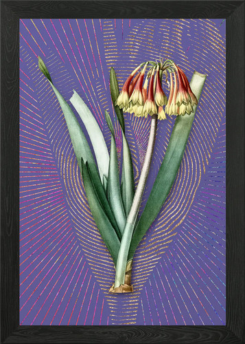 Vintage knysna lily - lily, purple