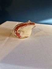 Lovely Selkirk Glass Frog