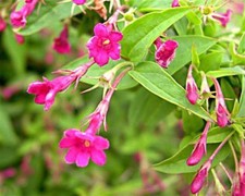 JASMINUM BEESIANUM PINK JASMINE FLOWERS 9CM POT, CLIMBING PLANT, SCENTED FLOWERS