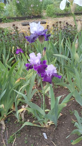 Iris germanica world - iris,