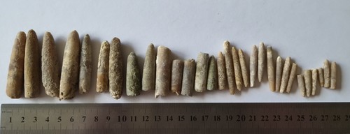 Fossil belemnites - belemnites, &