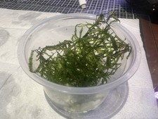 Christmas Moss Fresh Aquarium